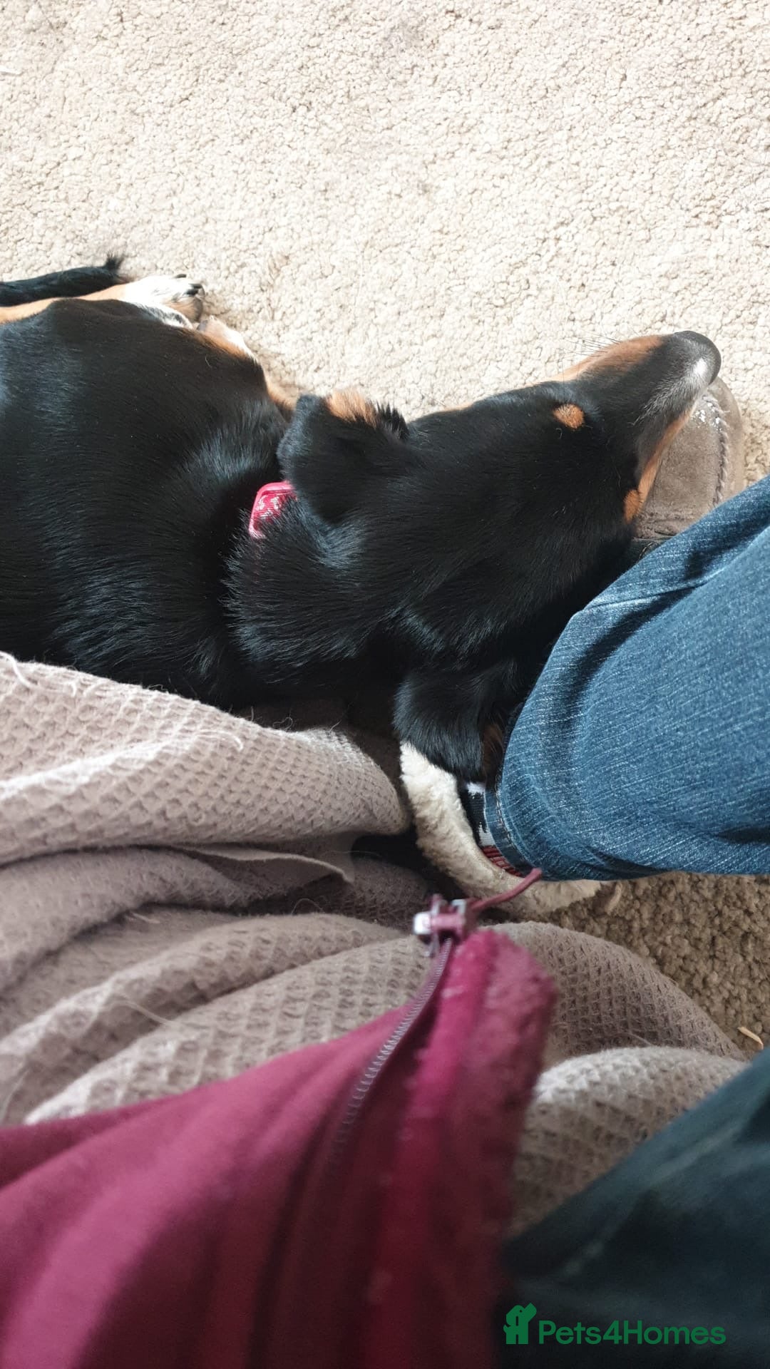 Mixed Breed dogs for adoption: Carli  - Advert 7