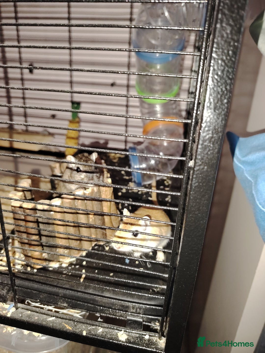 Gerbil rodents for sale: 2 male gerbils plus cage - Image 5