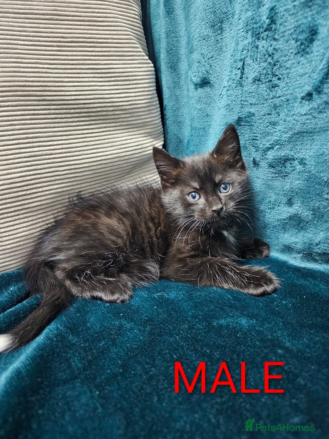 Mixed Breed cats for sale: Adorable Kittens Available – 8 Weeks Old! 🐾 - Advert 6