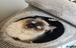 Ragdoll cats for sale: 5 Ragdoll Kittens 😻 READY NOW - Image 10