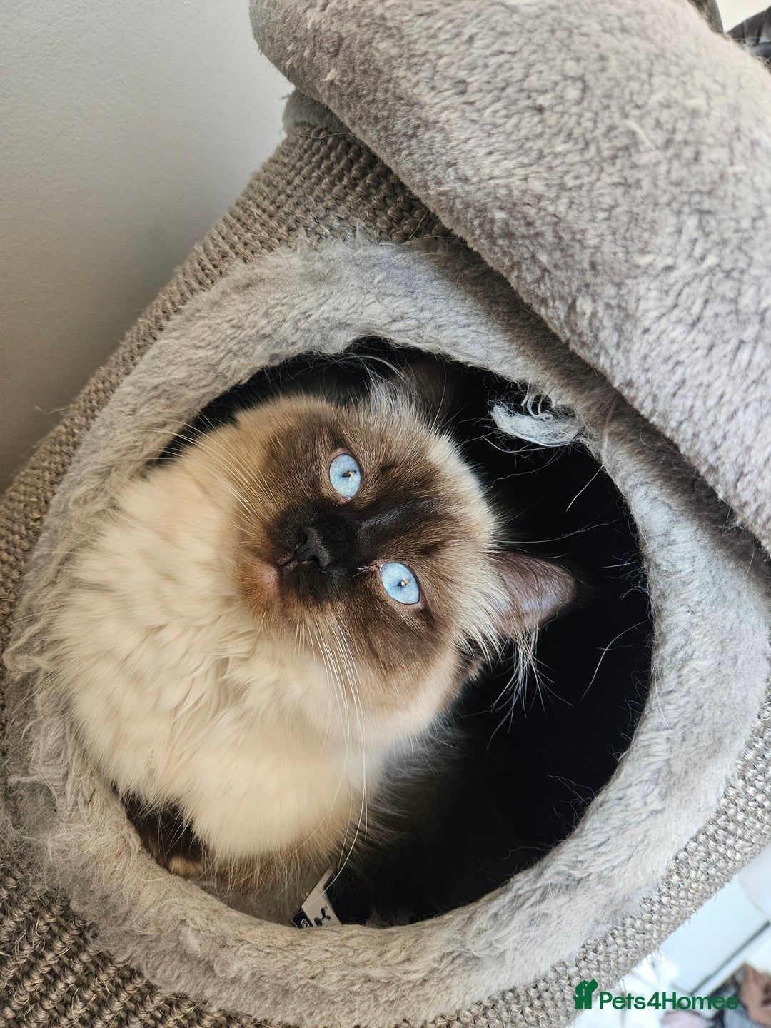 Ragdoll cats for sale: 5 Ragdoll Kittens 😻 READY NOW - Image 10