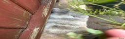 Mini Lop rabbits for sale: Beautiful male bunny for sale - Advert 2