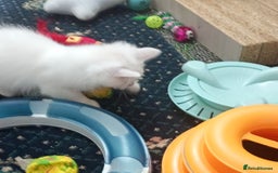 Ragdoll cats for sale: Pedigree Ragdolls for sale £495 - Image 19