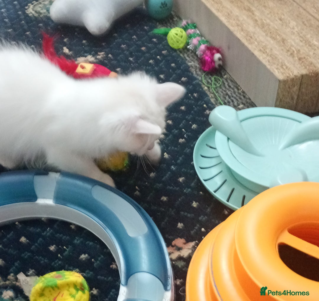 Ragdoll cats for sale: Pedigree Ragdolls for sale £495 - Image 19