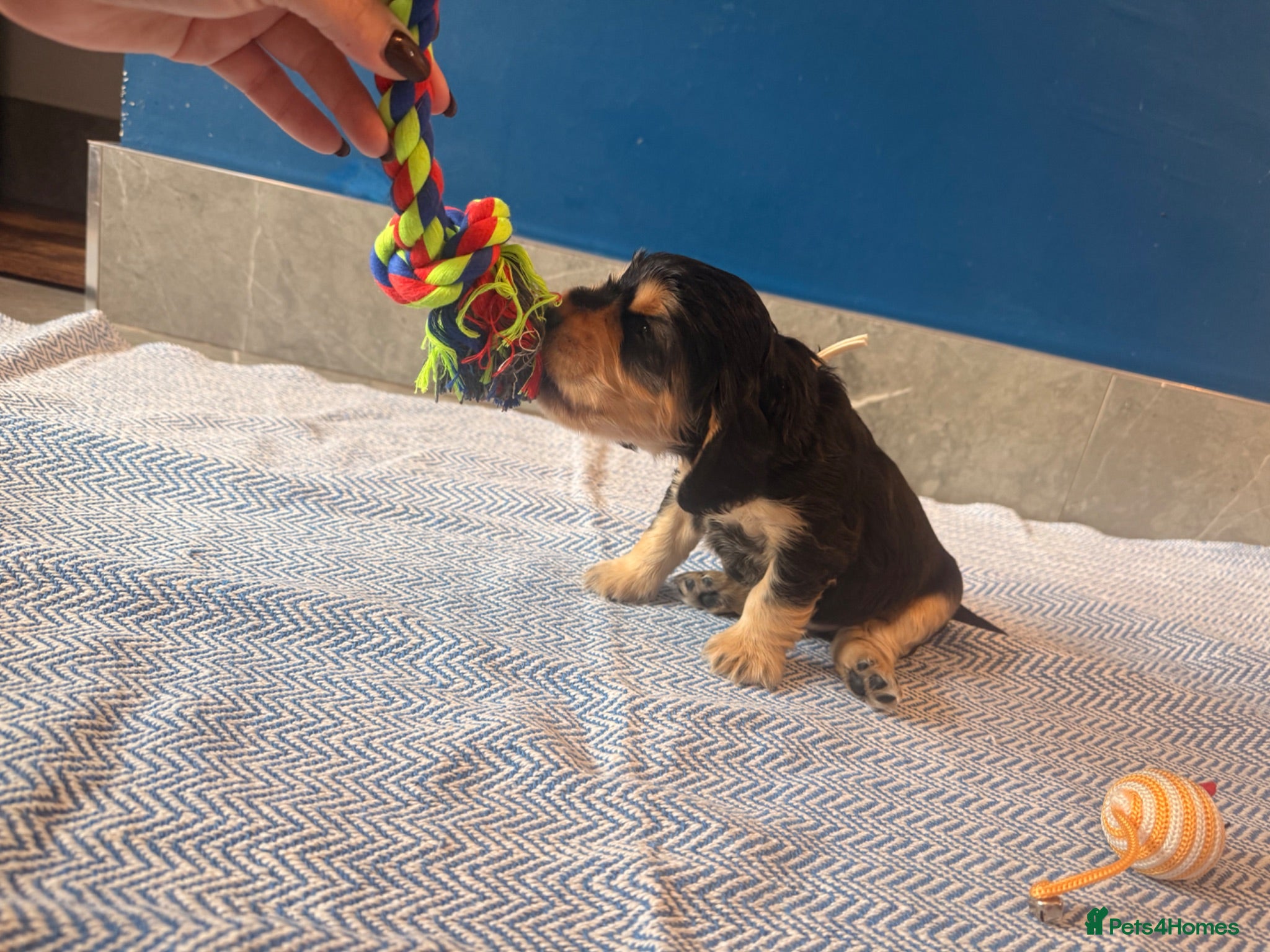 Cocker Spaniel dogs KC registered Black & Tan Sable Boy 🩵 - Advert 1