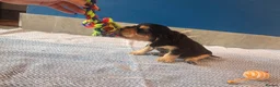 Cocker Spaniel dogs for sale: KC registered Black & Tan Sable Boy 🩵 - Advert 17