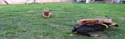 Jackshund dogs for sale: 3 boys  in Slough - Advert 5