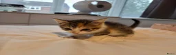 Mixed Breed cats for sale: Ginger, tuxedo and calico kittens - Advert 21