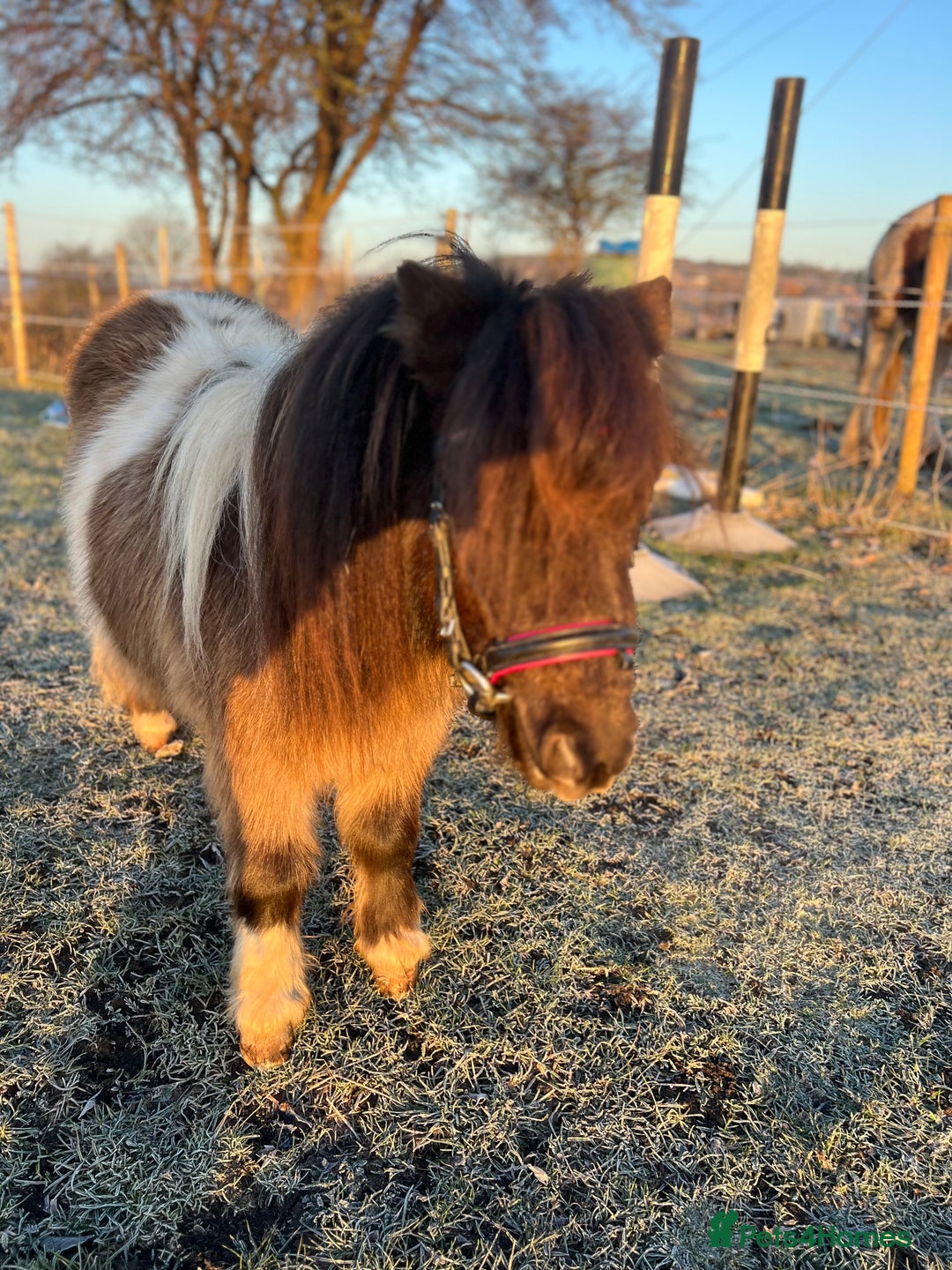 Shetland pony horses for sale: Registered Shetland pony  - Advert 4