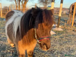 Shetland pony horses Registered Shetland pony - Advert 1