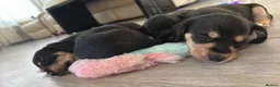 Mixed Breed dogs for sale: Mauxie Fluffy puppies maltese X dachshund mini in Scunthorpe - Advert 22