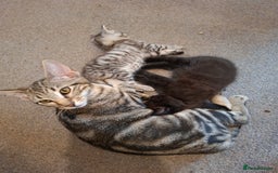 Maine Coon cats for sale: Gorgeous Maine Coon Cross Siamese kittens - Image 8