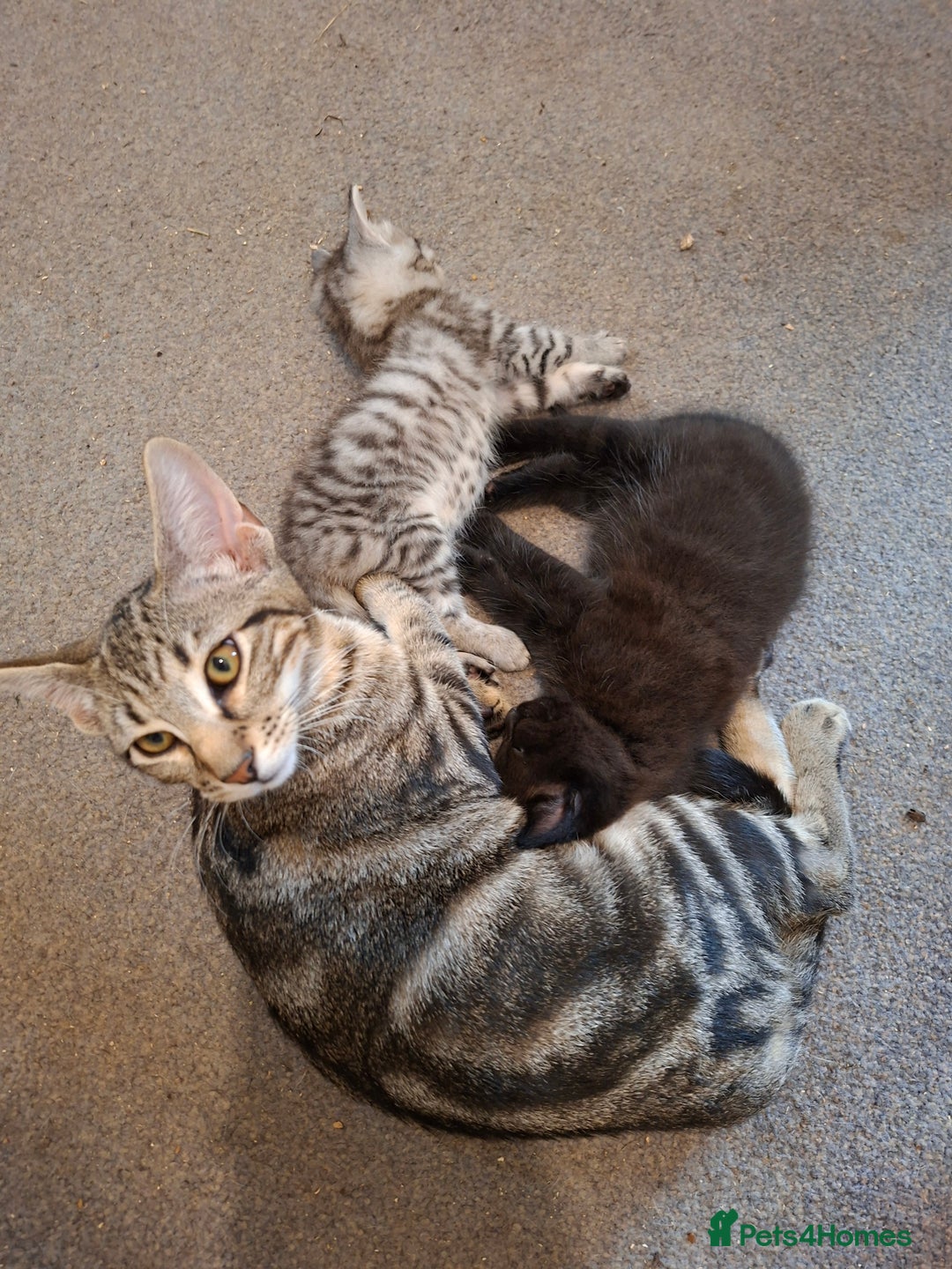 Maine Coon cats for sale: Gorgeous Maine Coon Cross Siamese kittens - Image 8