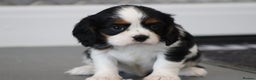 Cavalier King Charles Spaniel dogs for sale: Cavalier King Charles Puppies for sale - Advert 14