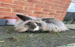 Angora rabbits for sale: Rabbits for adoption - Urgent - Image 13