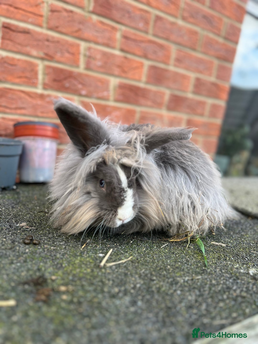 Angora rabbits for sale: Rabbits for adoption - Urgent - Image 13