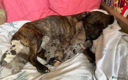 Mixed Breed dogs for sale: Staffy cross American bulldog  - Image 10