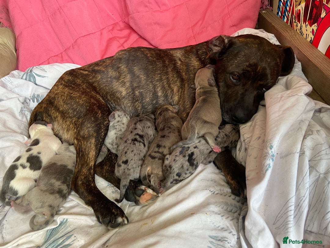 Mixed Breed dogs for sale: Staffy cross American bulldog  - Image 10
