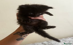 Mixed Breed cats for sale: Ragdoll mix kittens ready for new homes🤍 - Image 8