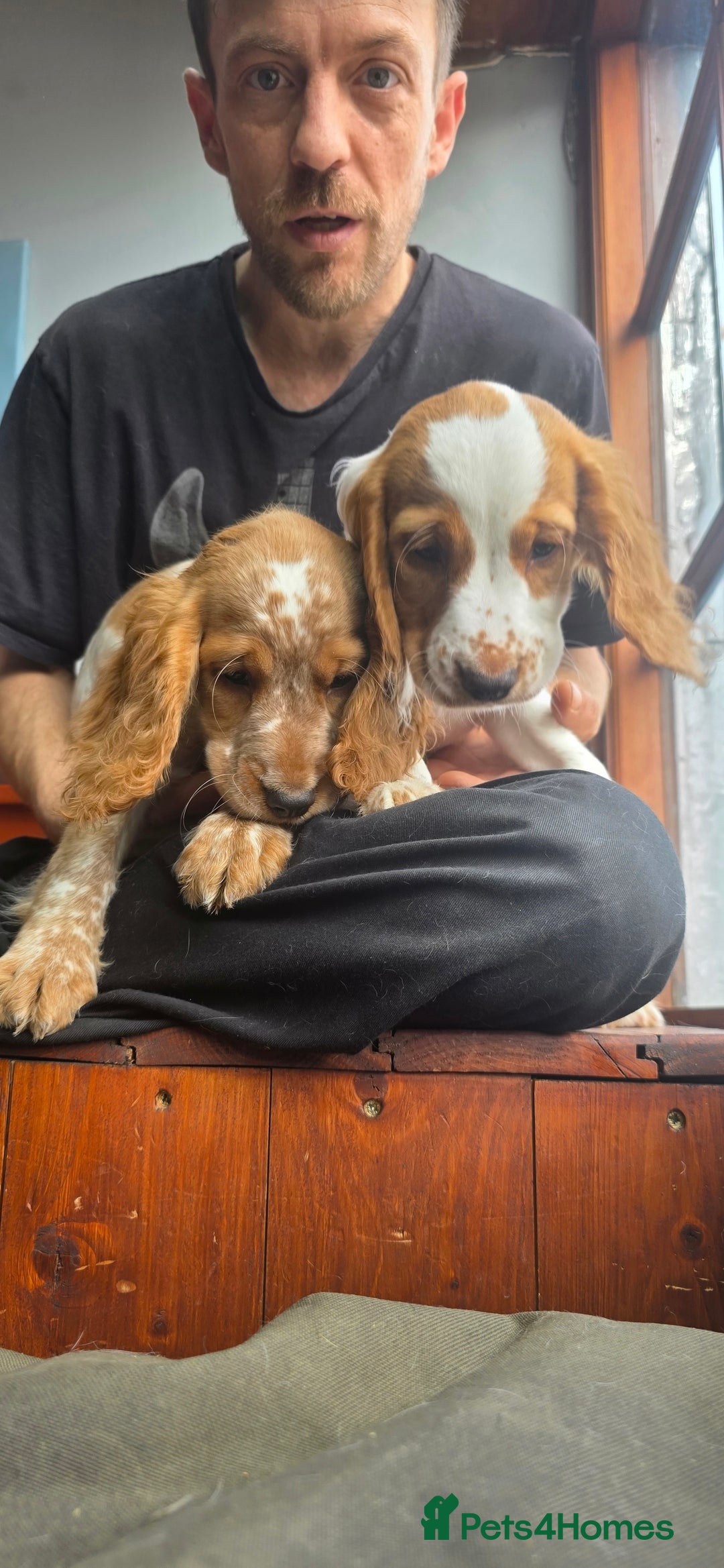 Cocker Spaniel dogs for sale: Working Cocker Spaniel  - Image 3