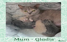 British Shorthair cats for sale: 🩷 Gorgeous British Shorthair Kittens 💙 - Image 6