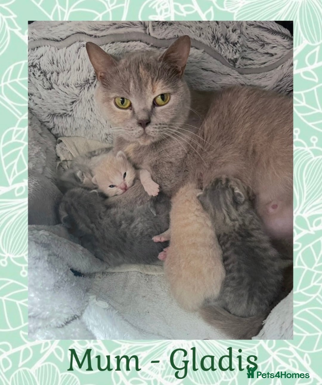 British Shorthair cats for sale: 🩷 Gorgeous British Shorthair Kittens 💙 - Image 6