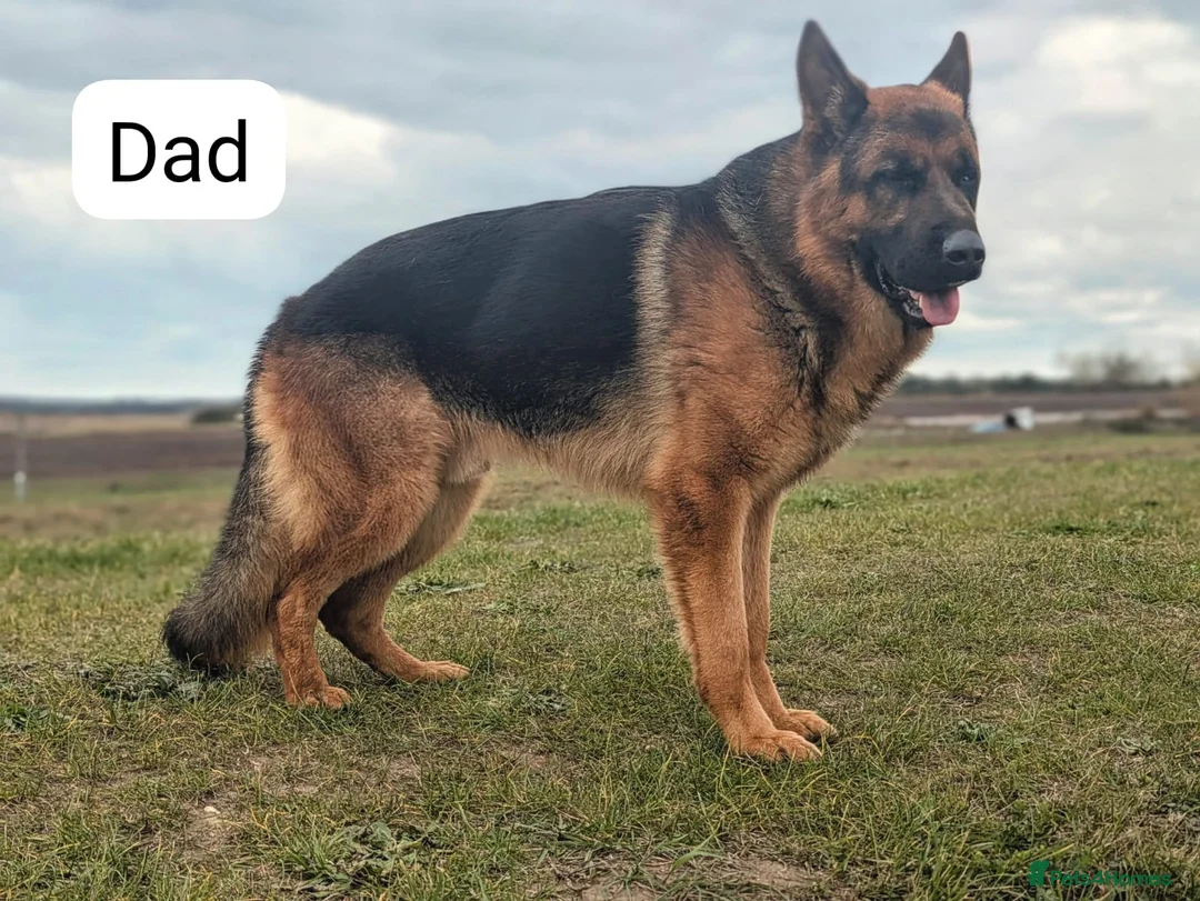 German Shepherd dogs for sale: Champion-Line KC Pups From Health Tested Parents - Advert 14