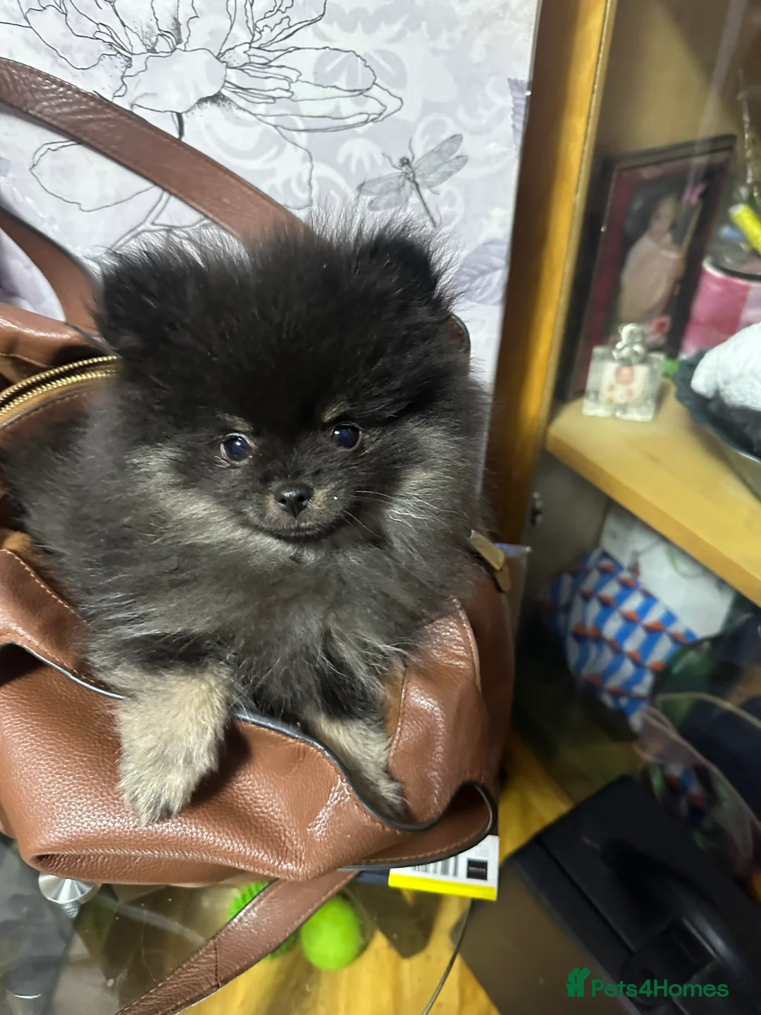 Pomeranian dogs for sale: World smallest teacup Pomeranian puppy - Advert 3