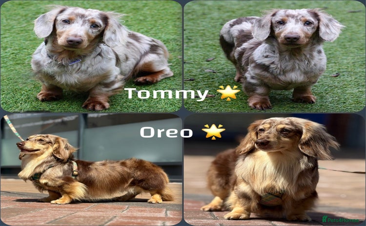 Miniature Dachshund dogs in Tipton - Advert 12