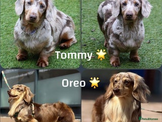 Miniature Dachshund dogs in Tipton - Advert 38
