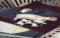 Chihuahua dogs for sale: Gorgeous Cuddly Chihuahua puppies - Image 6