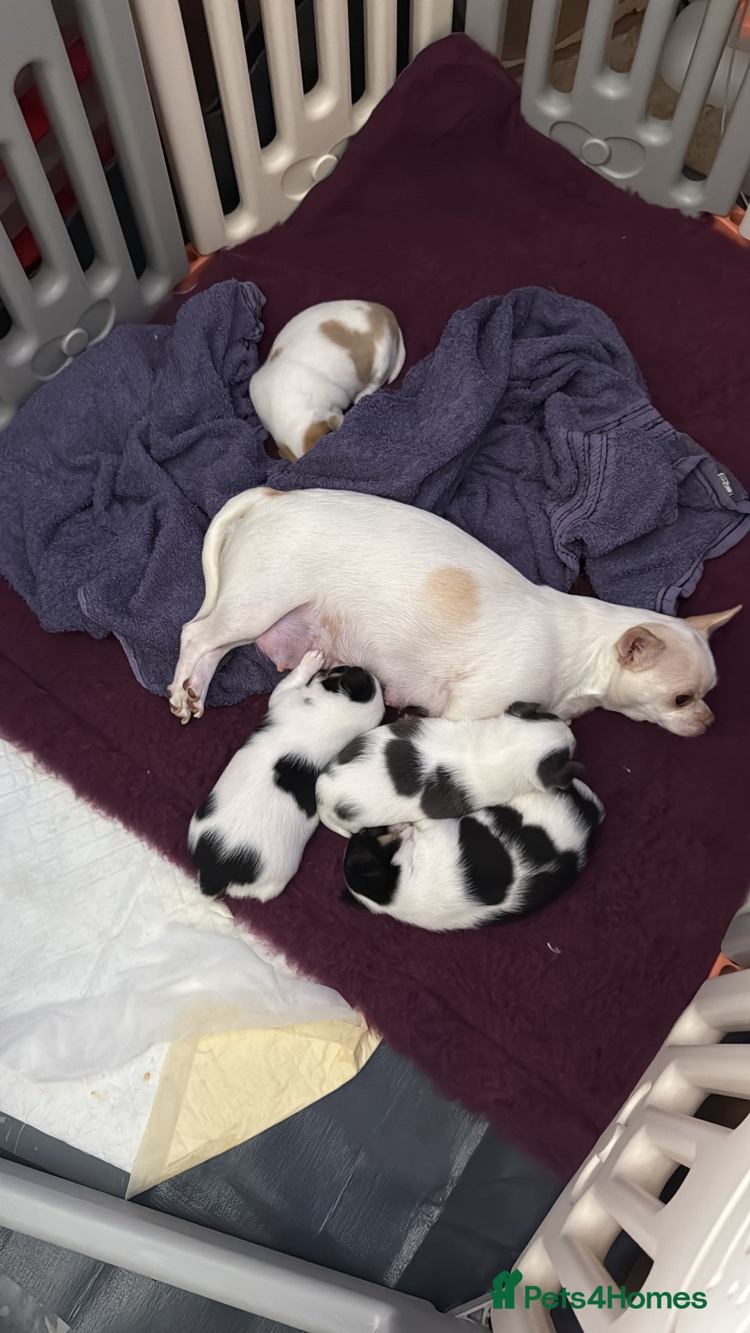 Chihuahua dogs for sale: Gorgeous Cuddly Chihuahua puppies - Image 6