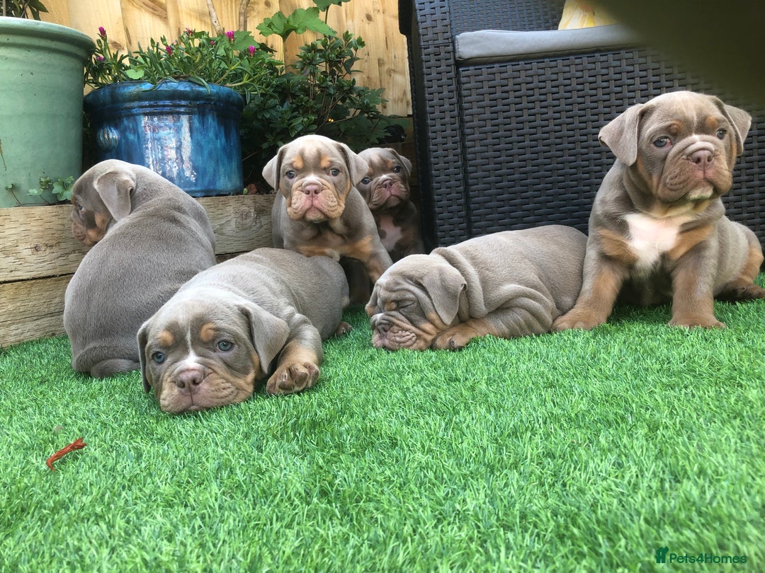 Olde English Bulldogge dogs for sale: 07496730941 : lilac tri Olde English Bulldogges - Image 2