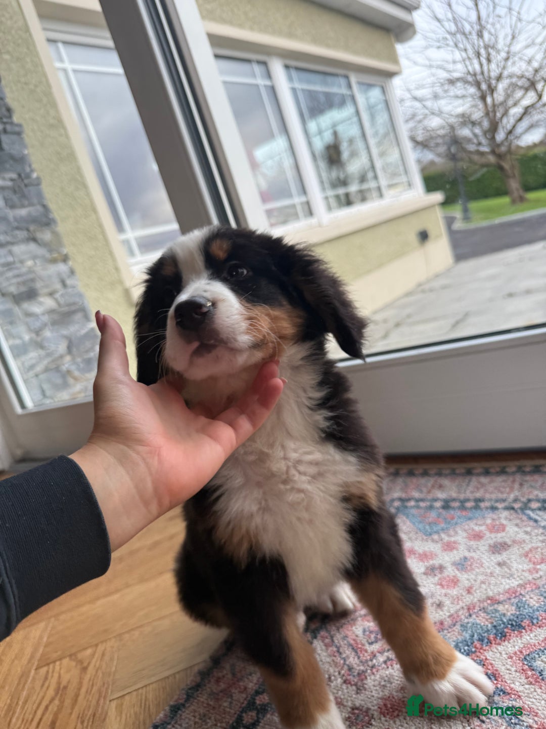 Bernese Mountain Dog dogs for sale: Bernese Mountain Dog Pups  - Advert 20