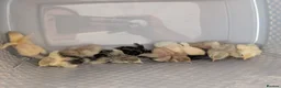 Chickens poultry for sale: Pekin Bantam & Quail chicks - Advert 3