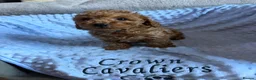 Toy Poodle dogs for sale: RED LINEAGE TINY KC HEALTH TOY POODLES LICENSED  - Advert 23