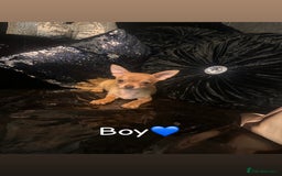 Chihuahua dogs for sale: Perfect chihuahua puppies 🩷💙 - Image 5