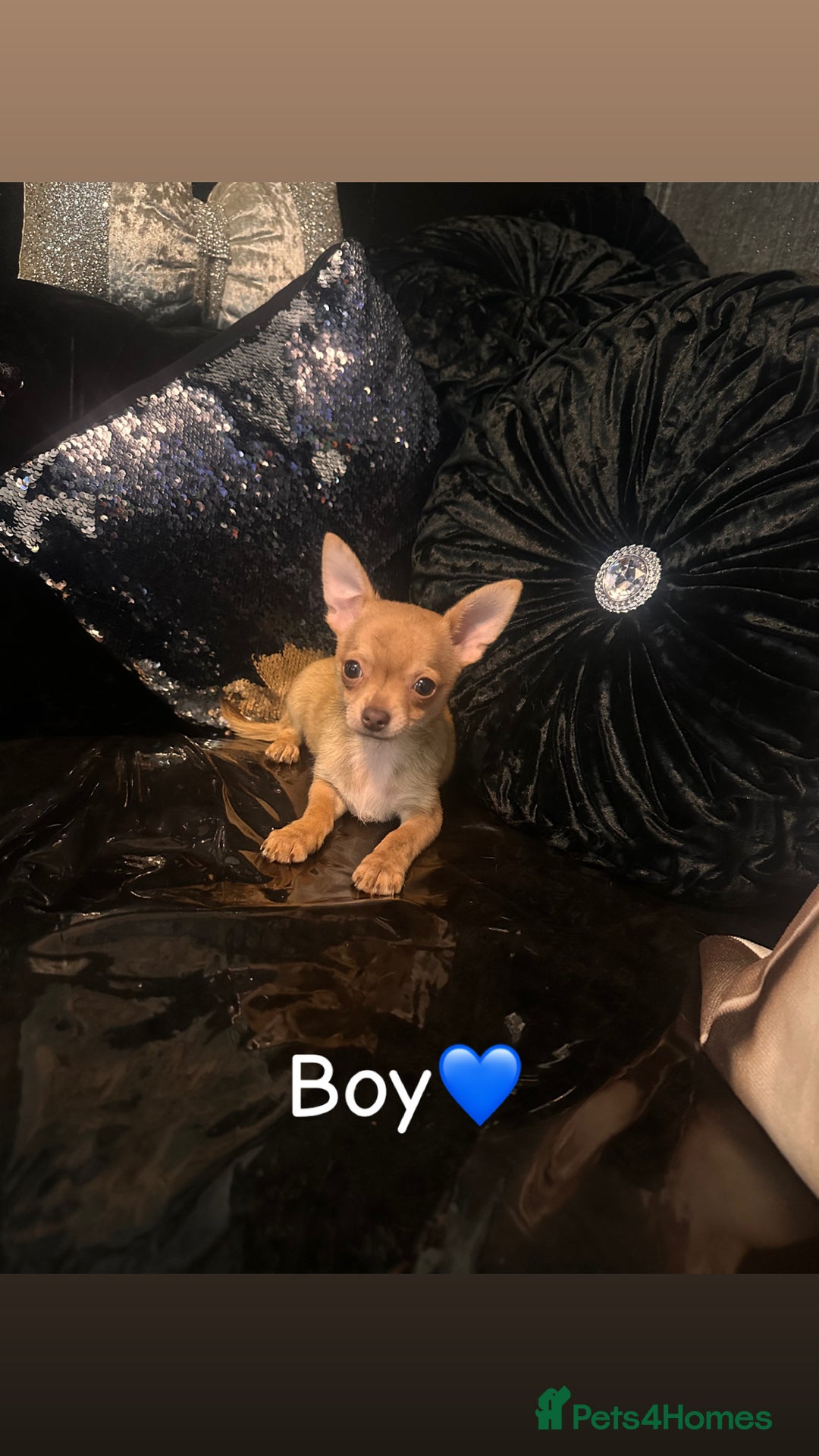 Chihuahua dogs for sale: Perfect chihuahua puppies 🩷💙 - Image 5