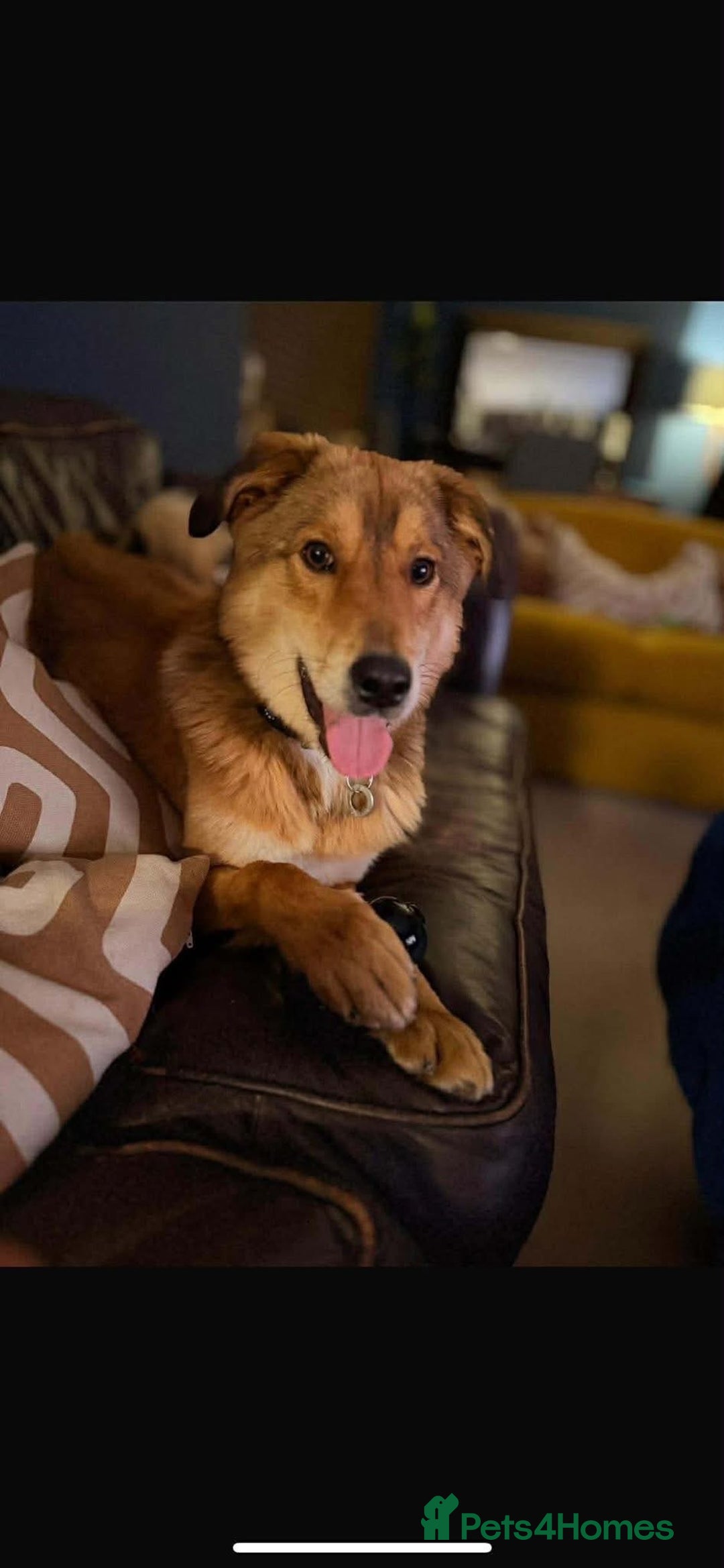 Mixed Breed dogs for adoption: Fox - Milton Keynes  - Advert 9