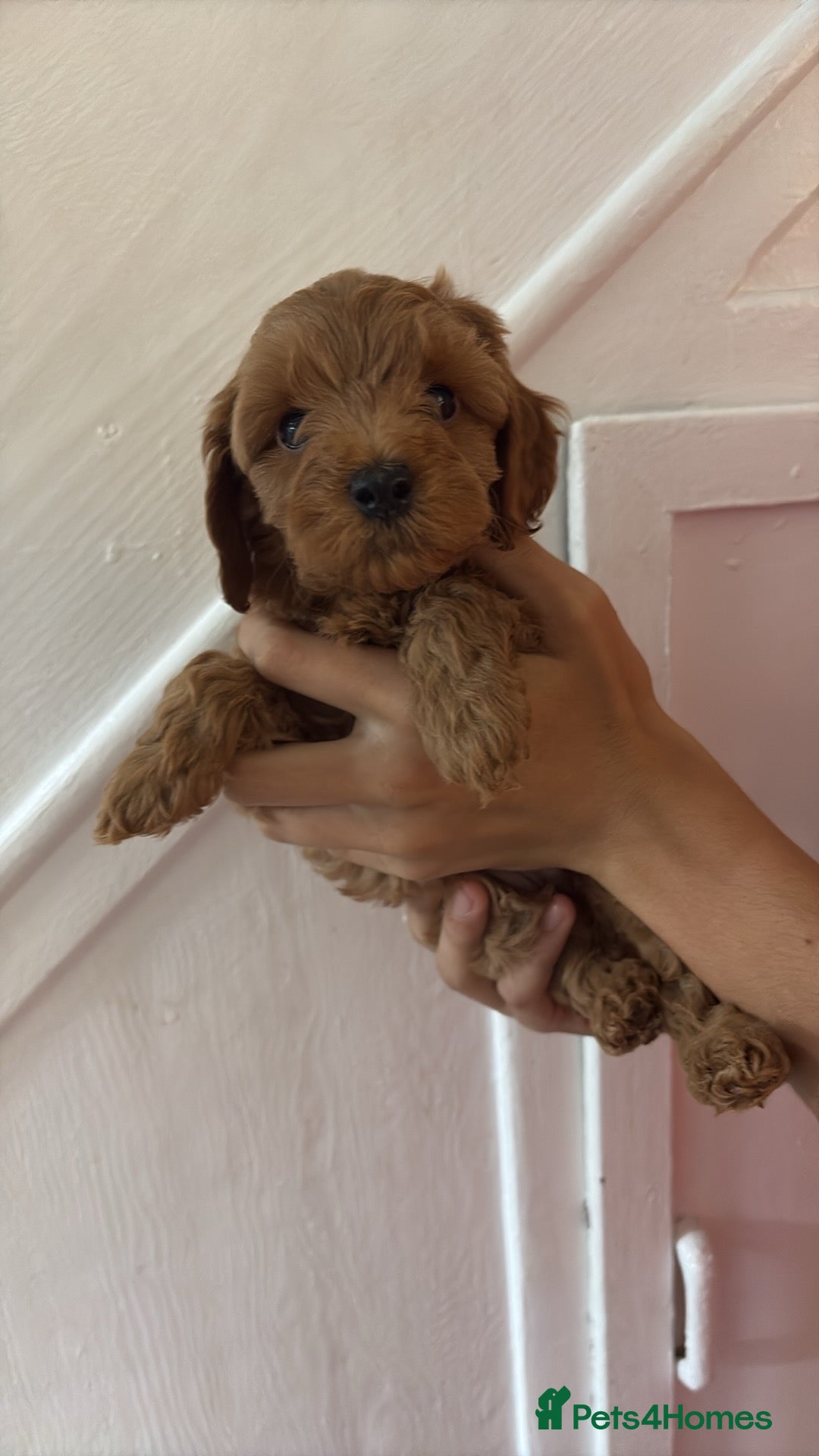 Cockapoo dogs Gorgeous Red Cockapoo Puppies  - Advert 1