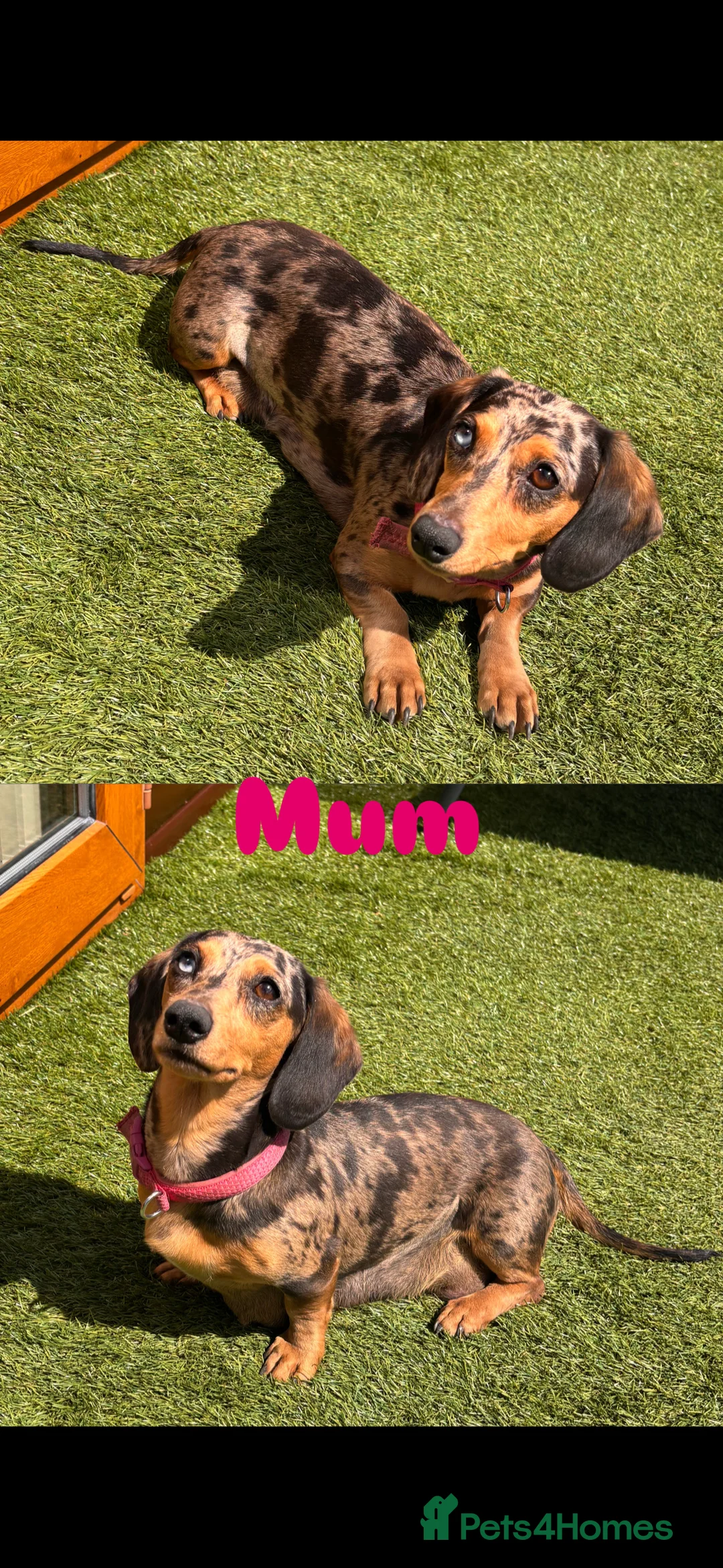Dachshund dogs for sale: 7 gorgeous minature dachshund puppy’s🐶 - Advert 9