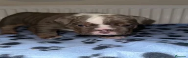English Bulldog 1