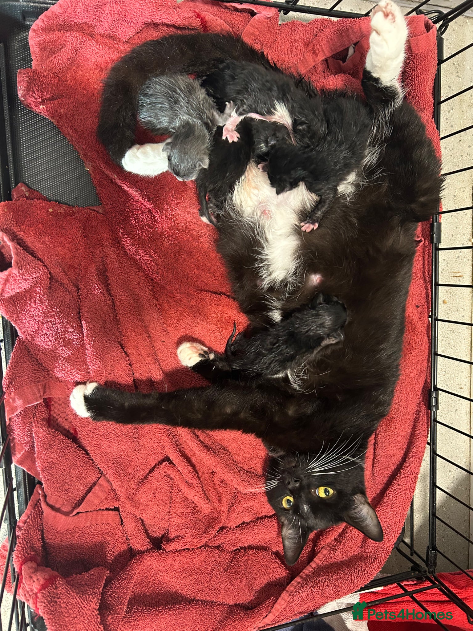 Mixed Breed cats Beautiful kittens with grey blue - Advert 1