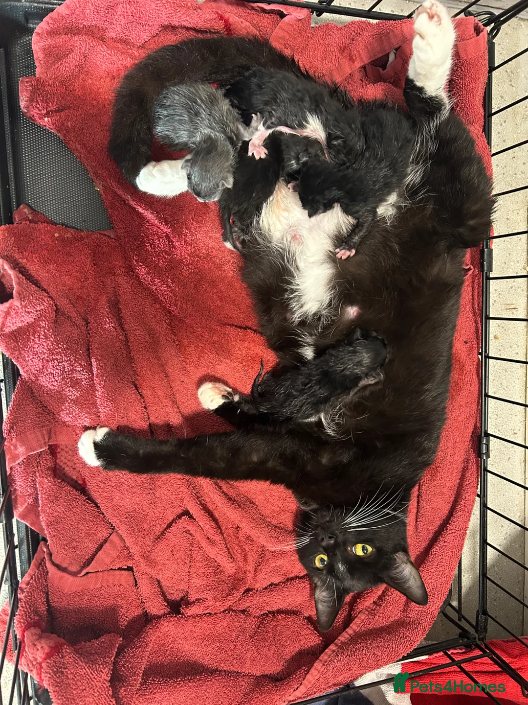 Mixed Breed cats for sale: Beautiful kittens with grey blue - Advert 1