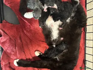 Mixed Breed cats Beautiful kittens with grey blue - Advert 1