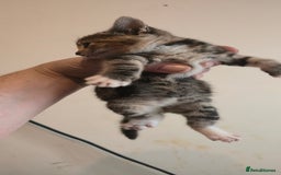 Mixed Breed cats for sale: 8 beautiful kittens ready for 1/09/2025 - Image 4