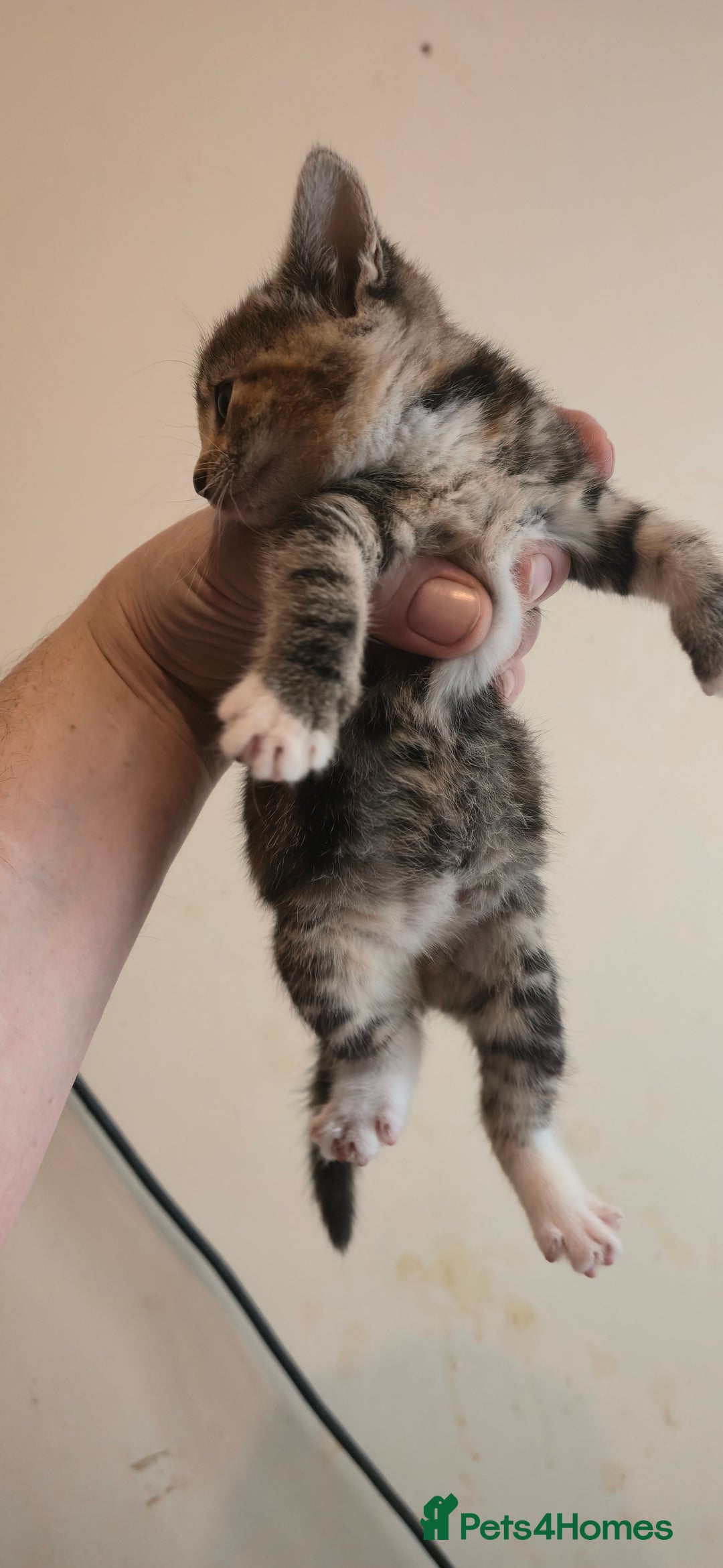 Mixed Breed cats for sale: 8 beautiful kittens ready for 1/09/2025 - Image 4