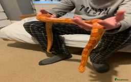 Corn Snake reptiles for sale: Lava corn snake + full set up  - Image 3
