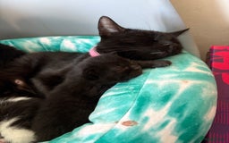 Mixed Breed cats for sale: Mixed breed kittens  - Image 19