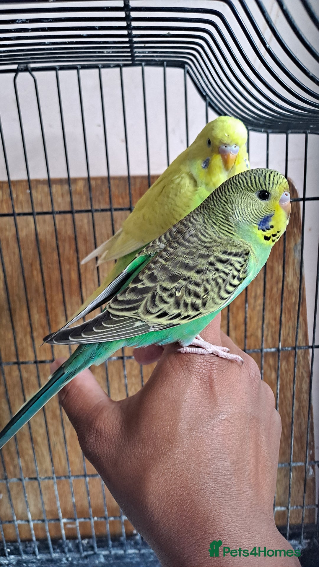 Budgerigars birds for sale: Hand tamed baby budgies for sale  - Advert 8